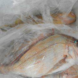 こうゆう丸 釣果