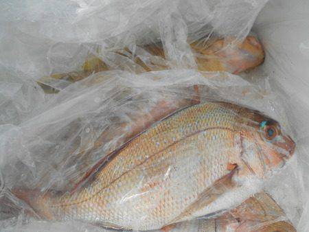 こうゆう丸 釣果