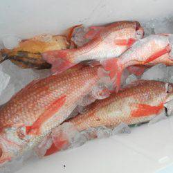 こうゆう丸 釣果