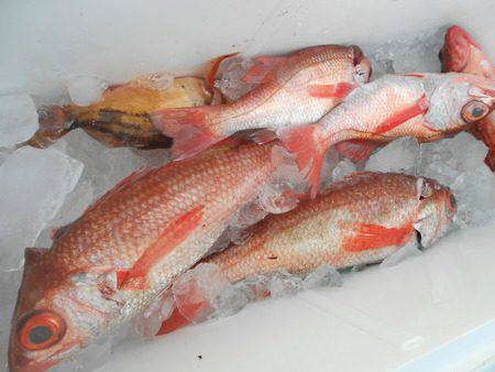 こうゆう丸 釣果