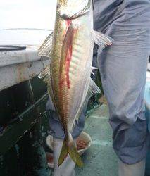 松福丸 釣果