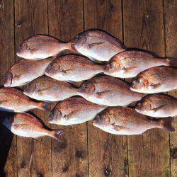 由良海上釣り堀 海人 釣果