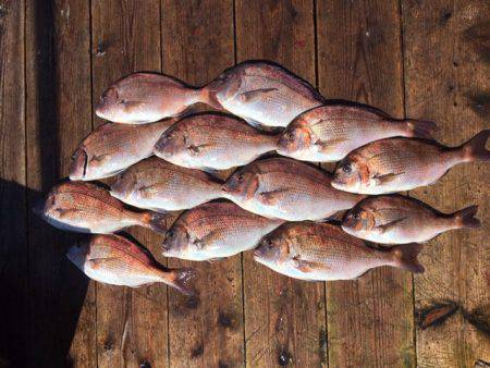 由良海上釣り堀 海人 釣果