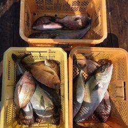 由良海上釣り堀 海人 釣果