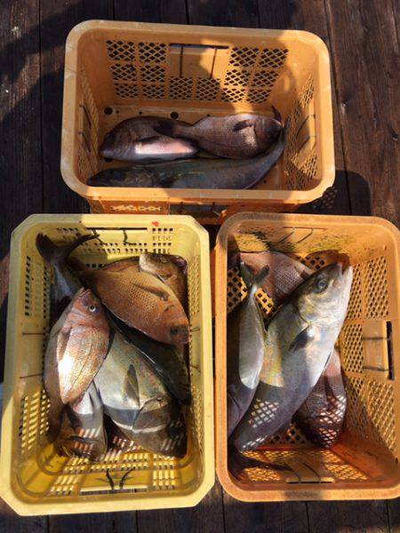 由良海上釣り堀 海人 釣果