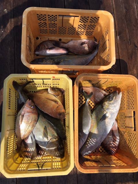 由良海上釣り堀 海人 釣果