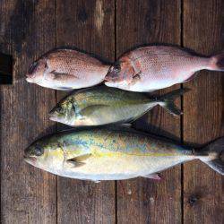 由良海上釣り堀 海人 釣果