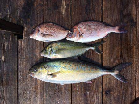 由良海上釣り堀 海人 釣果