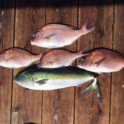 由良海上釣り堀 海人 釣果