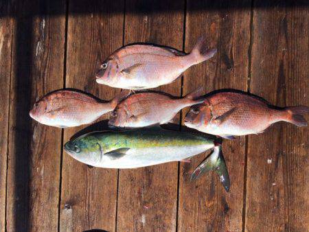 由良海上釣り堀 海人 釣果