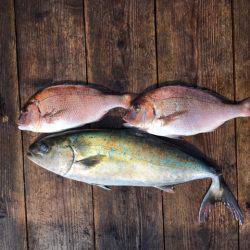 由良海上釣り堀 海人 釣果