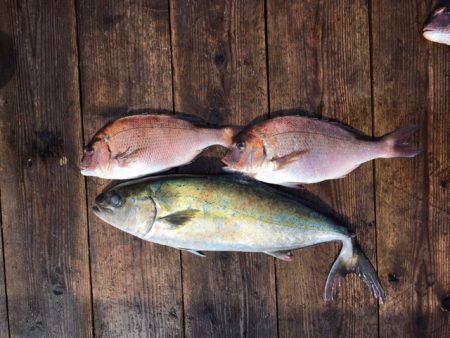 由良海上釣り堀 海人 釣果