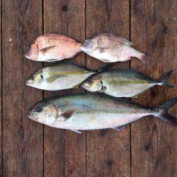 由良海上釣り堀 海人 釣果