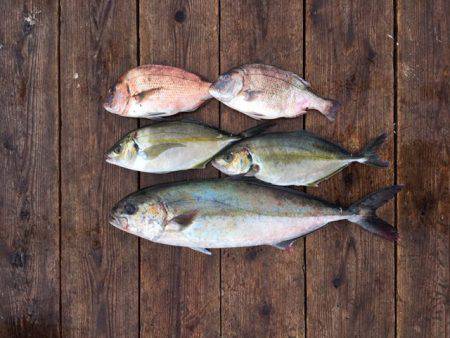 由良海上釣り堀 海人 釣果