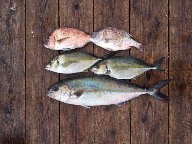 由良海上釣り堀 海人 釣果