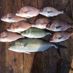 由良海上釣り堀 海人 釣果