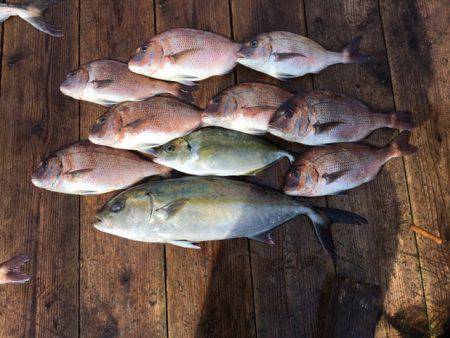 由良海上釣り堀 海人 釣果