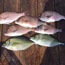 由良海上釣り堀 海人 釣果