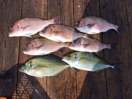 由良海上釣り堀 海人 釣果