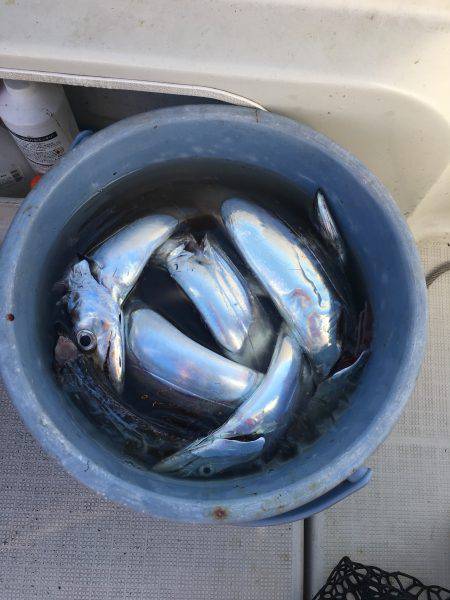 オーシャンズ 釣果