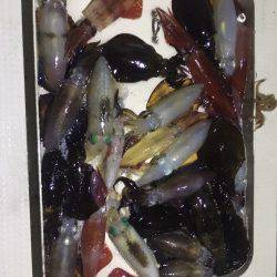 オーシャンズ 釣果