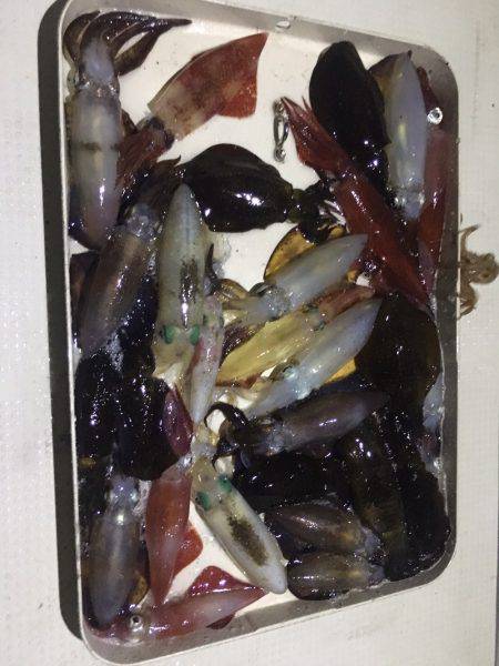 オーシャンズ 釣果