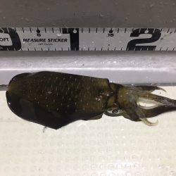 オーシャンズ 釣果