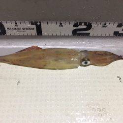 オーシャンズ 釣果