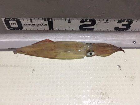 オーシャンズ 釣果