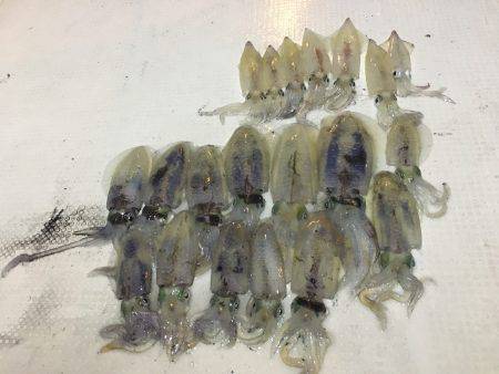 オーシャンズ 釣果