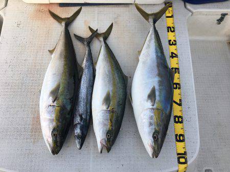 オーシャンズ 釣果