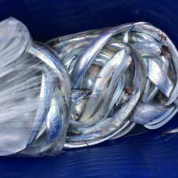 オーシャンズ 釣果