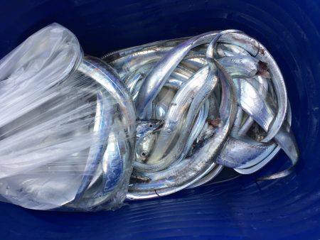 オーシャンズ 釣果