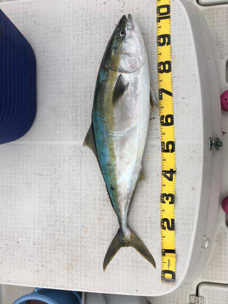 オーシャンズ 釣果