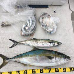 オーシャンズ 釣果