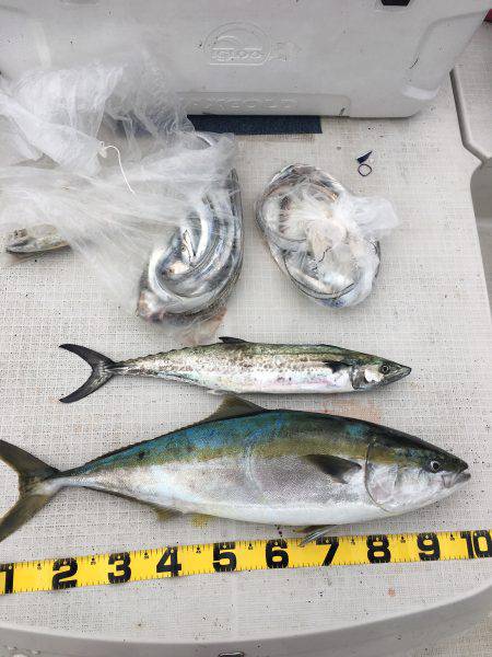 オーシャンズ 釣果