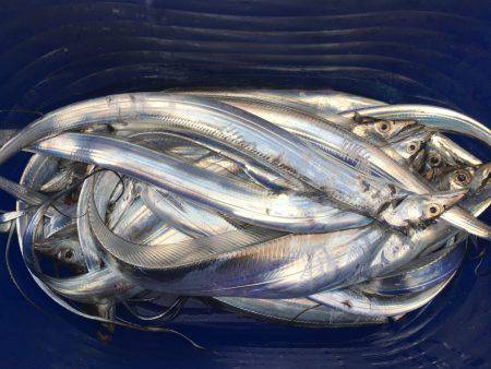 オーシャンズ 釣果