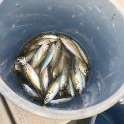 オーシャンズ 釣果