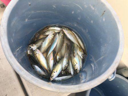 オーシャンズ 釣果