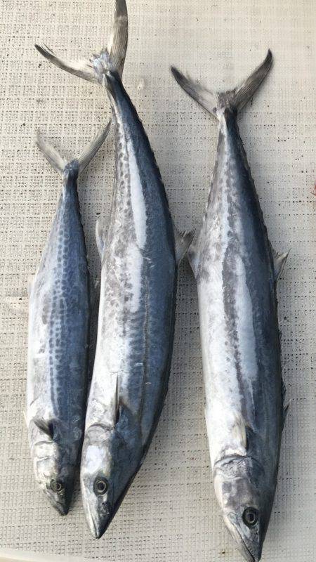 オーシャンズ 釣果