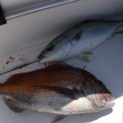 BlueNote Fishing Taxi 釣果