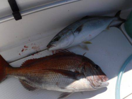 BlueNote Fishing Taxi 釣果