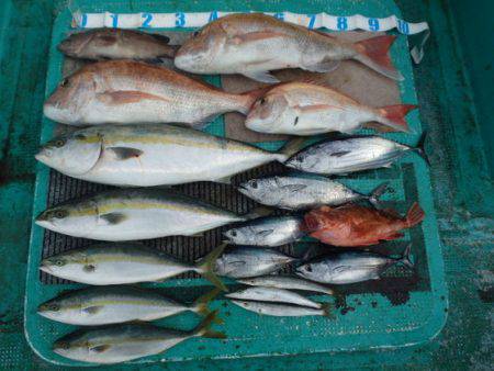 清和丸 釣果