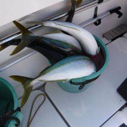 BlueNote Fishing Taxi 釣果