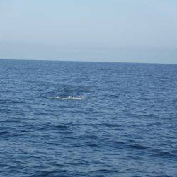 BlueNote Fishing Taxi 釣果