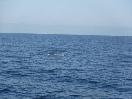 BlueNote Fishing Taxi 釣果