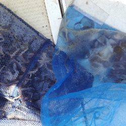 リトルワン 釣果