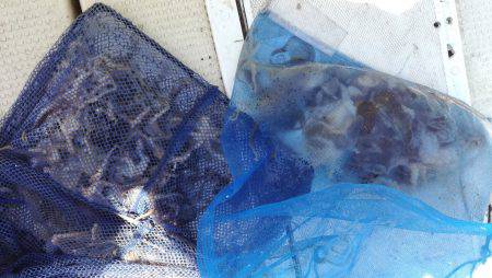 リトルワン 釣果