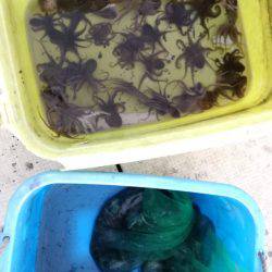 リトルワン 釣果