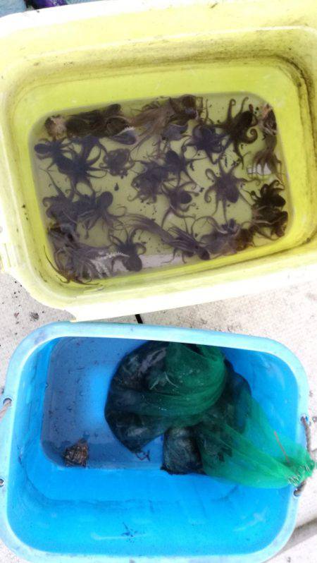 リトルワン 釣果